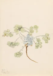 Dupla hólyagpipacs (Physaria didymocarpa)