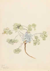 Kettős hólyaglábú Physaria didymocarpa, 1920.