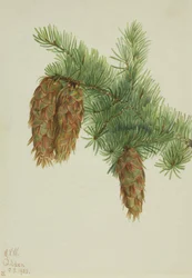Douglas Fir Pseudotsuga mucronata, 1923.