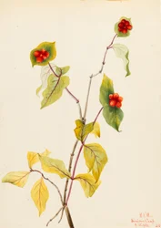 Douglas lonc (Lonicera glaucescens)