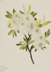 Drummond Willow Salix drummondiana, 1921.