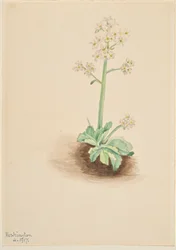Korai sziromfű (Saxifraga virginiensis)