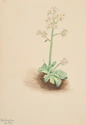 Korai szaxifrage Saxifraga virginiensis, 1917.