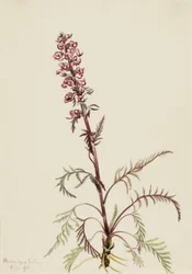 Elefántfejű (Pedicularis groenlandica)