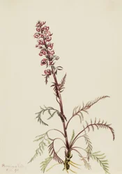 Elefántfej Pedicularis groenlandica, 1916