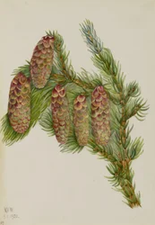 Engelmann lucfenyő (Picea engelmanni)