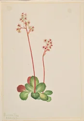 Örökzöld szarkaláb (Leptarrhena pyrolifolia)