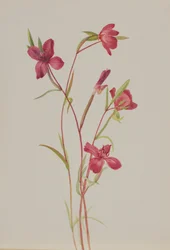 Tavaszi búcsú Godetia amoena liliom, kb. 1930-as évek.