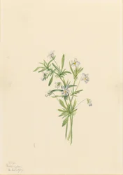 Mezei ibolya (Viola rafinesquii)