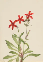 Tűz rózsaszín (Silene virginica)