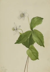 Erdei kökörcsin Anemone deltoidea, 1925.