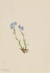 Felejtsd el (Myosotis alpestris)