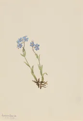 Nefelejcs Myosotis alpestris, 1907.
