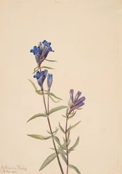 Gentian Gentiana affinis, 1915