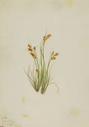 Aranyszegély (Carex aurea)