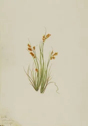 Aranysás Carex aurea, 1921.