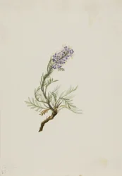 Szürke Phacelia (Phacelia sericea)