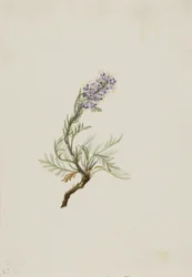 Szürke Phacelia Phacelia sericea szürke, 1911