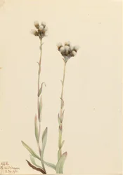 Szürke macskamancsok (Antennaria howellii)