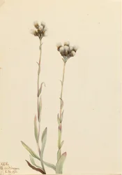 Szürke macskamancsok, Antennaria howellii, 1921.