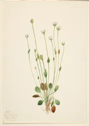 Szürke kankalin (Senecio canus)