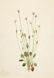 Szürke parlagfű Senecio canus, 1920.