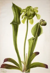 Zöld kancsó Sarracenia orephila, 1933.