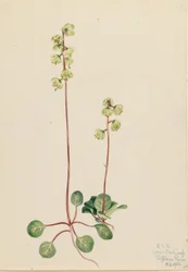 Zöld Pyrola (Pyrola chlorantha)