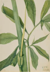 Zöldsárkány (Arisaema dracontium)