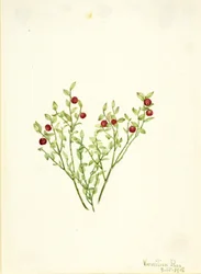 Fajdbogyó (Vaccinium scoparium)