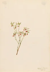 Fajdbogyó (Vaccinum scoparium)