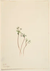 A tavasz hírnöke (Erigenia bulbosa)