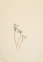 Az Erigenia bulbosa tavaszhírnöke, 1920.