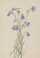 Harangvirág (Campanula rotundifolia)