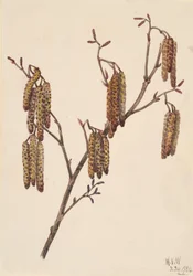 Mogyoró éger Alnus regosa, 1920.