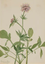 Valerian Valeriana sitchensis heliotróp, 1917.