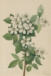 Highbush Blackberry Blackberry, 1919
