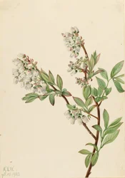 Áfonya (Vaccinium corymbosum)