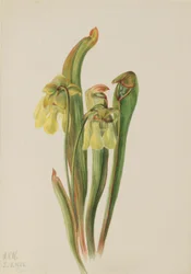 Csuklyás kancsónövény (Sarracenia minor)