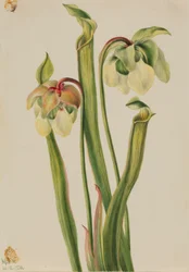 Hibrid kancsónövény (Sarracenia minor)