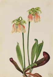 Hibrid kancsónövény (Sarracenia minor x psittacina)