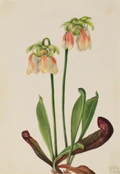 Sarracenia minor x psittacina hibrid kancsónövény, 1930.