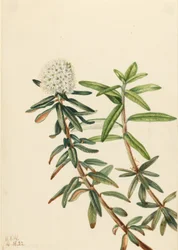 Labrador tea (Ledum groenlandicum)