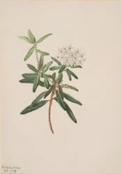 Labrador tea (Ledum groenlandicum)