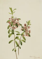 Bárányfű (Kalmia angustifolia)