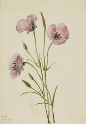 Lila Mariposa (Calochortus splendens)