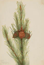 Lodgepole fenyő (Pinus Contorta murrayana)