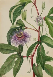 Passiflora incarnata májuspop, 1926.