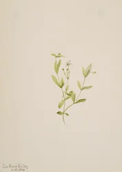 Moehringia laberiflora, 1904.