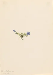 Moha Gentian (Gentiana prostrata)